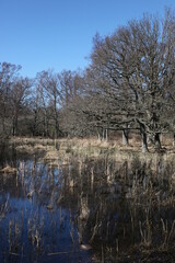 Fototapeta premium Degerhamn / Sweden - April 20 2013: Lanscape at the south tip of island Oeland (Öland) in south-east of Sweden