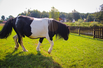 One black and white pony grazes in a meadow near houses