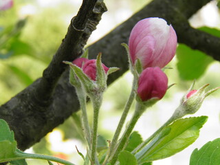 Działka Kwiaty Kolory Lata Kolory Tęczy