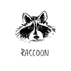 Illustration of a raccoon face. Ink drawing