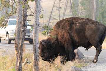 american bison by road © Jayce