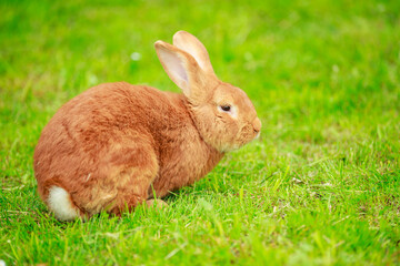 big red rabbit close up