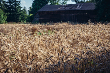 Field in rural area of Lodzkie Province of Poland