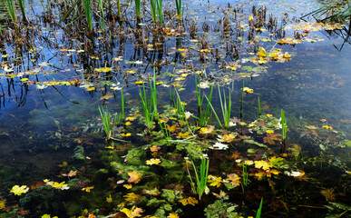 Pond in autumn
