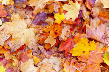 background of wet yellow maple leaves in autumn city park after rain, beautiful nature