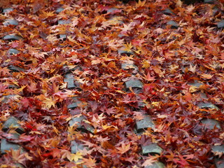 Kyoto,Japan-November 20,2020: Wet autumn leaves stacked on a roof in the rain
