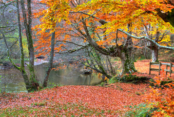 Colored forest in autumn, basque country