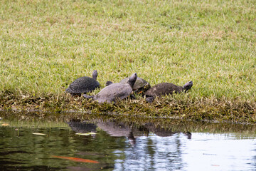 Fototapeta premium Turtles resting on the bank of a pond