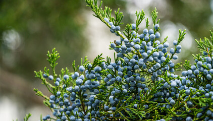 Close-up of beautiful branch of Juniperus virginiana tree or Pencil Cedar with lot ripe blue berries. Selective focus of blue fruit Eastern Red Cedar tree. Nature concept for  design