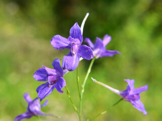 Consolida regalis blooms in the field
