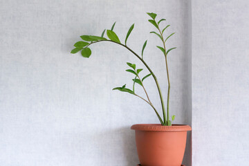 The pot of a house plant Zamioculcas on a light background. Potted flower on the shelf.