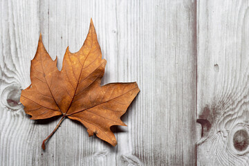 Naklejka na ściany i meble Brown autumnal leaf on a wooden floor