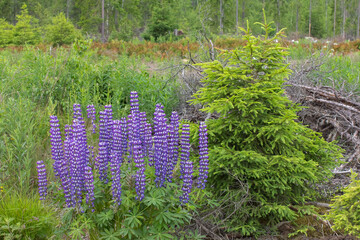 bushes of delphinium in the forest