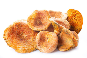 Níscalos aislados sobre fondo blanco