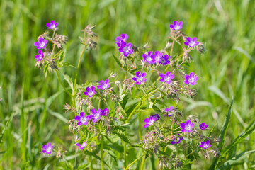 Obraz premium purple wildflowers on a blurred green background