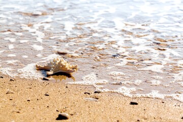 Starfish on a Beach