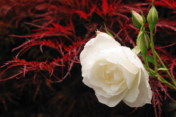 White rose against a red background - Weisse Rose vor rotem Hintergrund