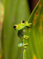 Close up of a kind Nicaragua Giant Glass Frog (Espadarana prosoblepon) peeking out of a leaf.
