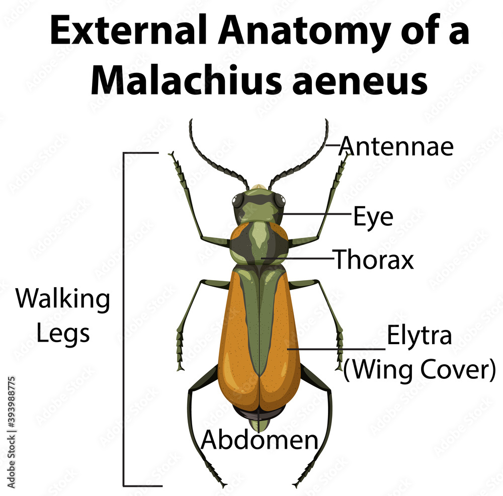 Sticker External Anatomy of a Malachius aeneus on white background