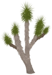Joshua Tree isolated on white background