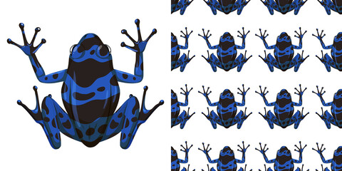 Blue poison dart frog isolated on white background and seamless