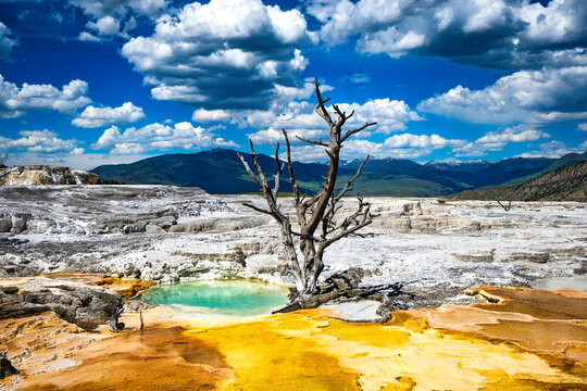 Mammoth Hot Springs Dead Tree