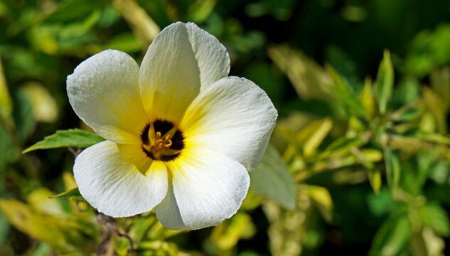 White buttercup or sulphur alder flower (Turnera subulata)