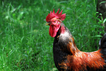Proud rooster in front of a green meadow - Stolzer Hahn