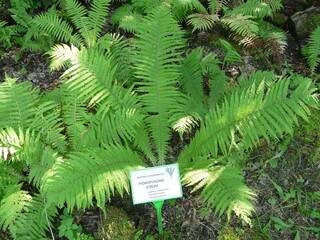 PIÓROPUSZNIK STRUSI © JAN