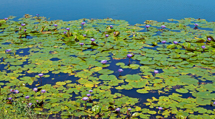 Fototapeta na wymiar Lake with sacred blue lily flowers (Nymphaea caerulea)