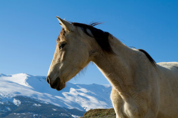 Obraz na płótnie Canvas Spain, Andalucia, Sierra Nevada, horse