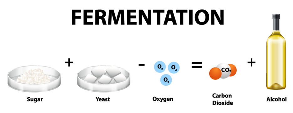 Alcoholic fermentation chemical equation