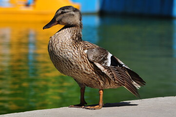Duck near the pond