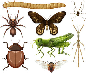 Different insects collection isolated on white background