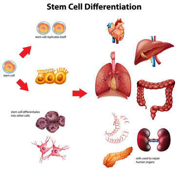 Stem cell differentiation diagram