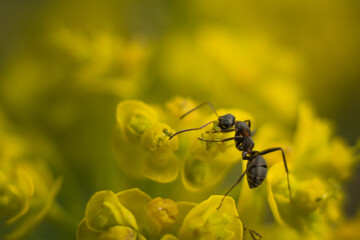 ant on the yellow flower