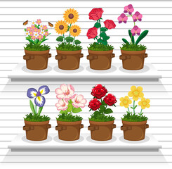 Set of plant on shelves