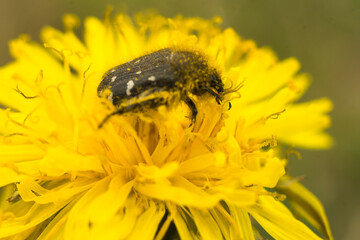 Oxythyrea funesta phytophagous beetle on the yellow flower