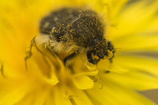 Oxythyrea funesta phytophagous beetle on the yellow flower