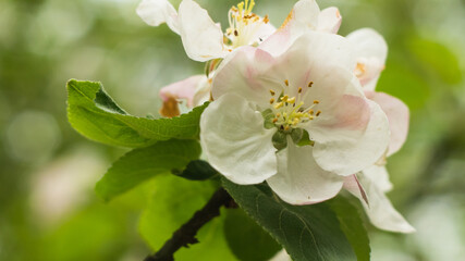 Obraz na płótnie Canvas beautiful flower of a wild apple tree