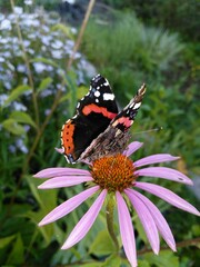 butterfly on flower