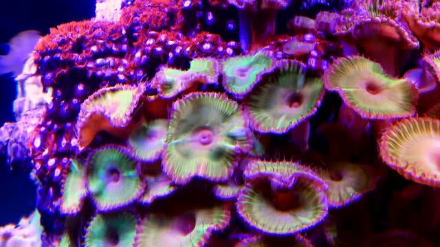 Colorful button corals swaying under the sea water, GREEN WHITE STRIPED POLYP  (Zoanthus sp.)
