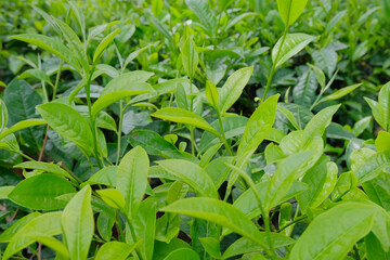 Tea garden - Close up detail of tea leaf shoots, Tea leaves ready to be harvested