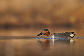 Green-winged Teal male drake on water