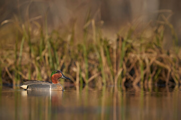 Green-winged Teal male drake