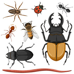 Set of different insects on white background