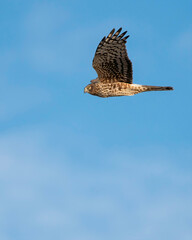Northern Harrier in flight with blue sky
