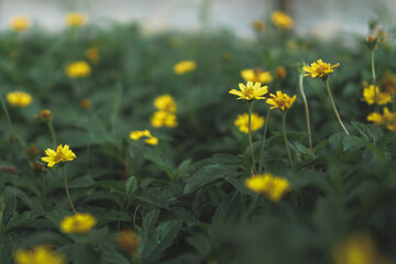 beautiful tiny flowers along the sidewalk