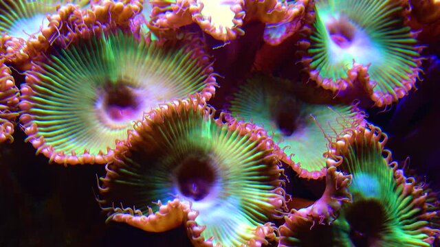 Colorful button corals swaying under the sea water, GREEN WHITE STRIPED POLYP  (Zoanthus sp.)