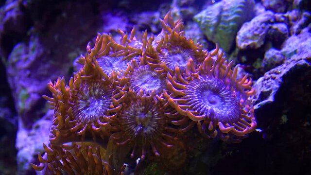Colorful button corals swaying under the sea water, GREEN WHITE STRIPED POLYP  (Zoanthus sp.)